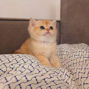 Золоті кошенята британські