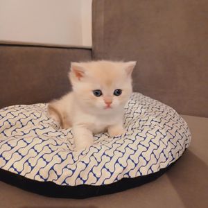 Золоті кошенята британські