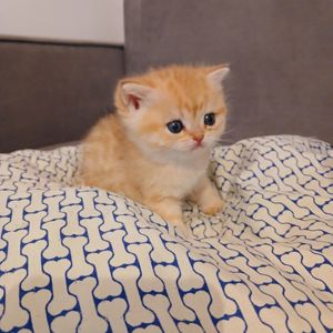 Золоті кошенята британські