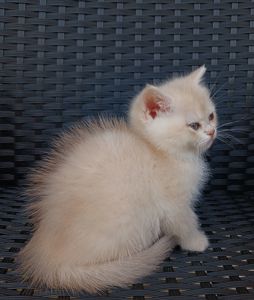 Золоті кошенята британські