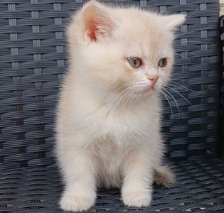 Золоті кошенята британські