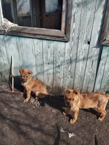 Светлана Бессонова