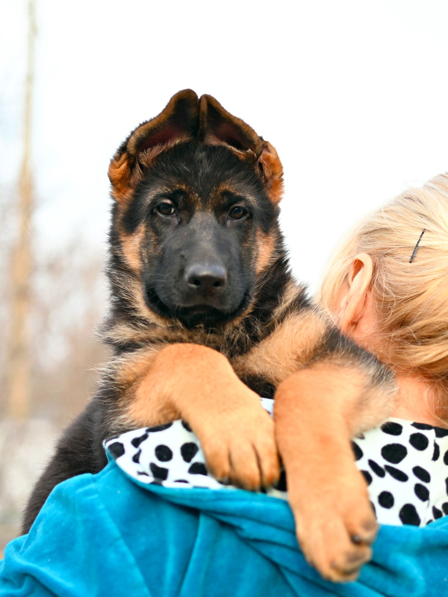 Цуценята німецької вівчарки КСУ