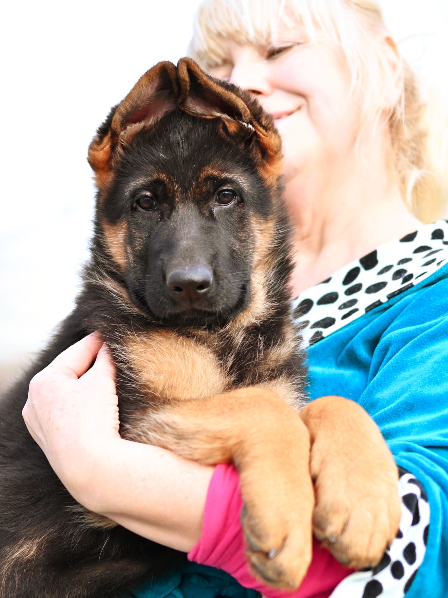 Цуценята німецької вівчарки КСУ