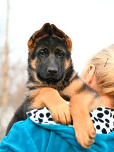 Цуценята німецької вівчарки КСУ