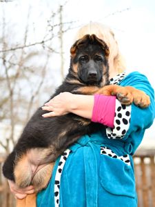 Цуценята німецької вівчарки КСУ