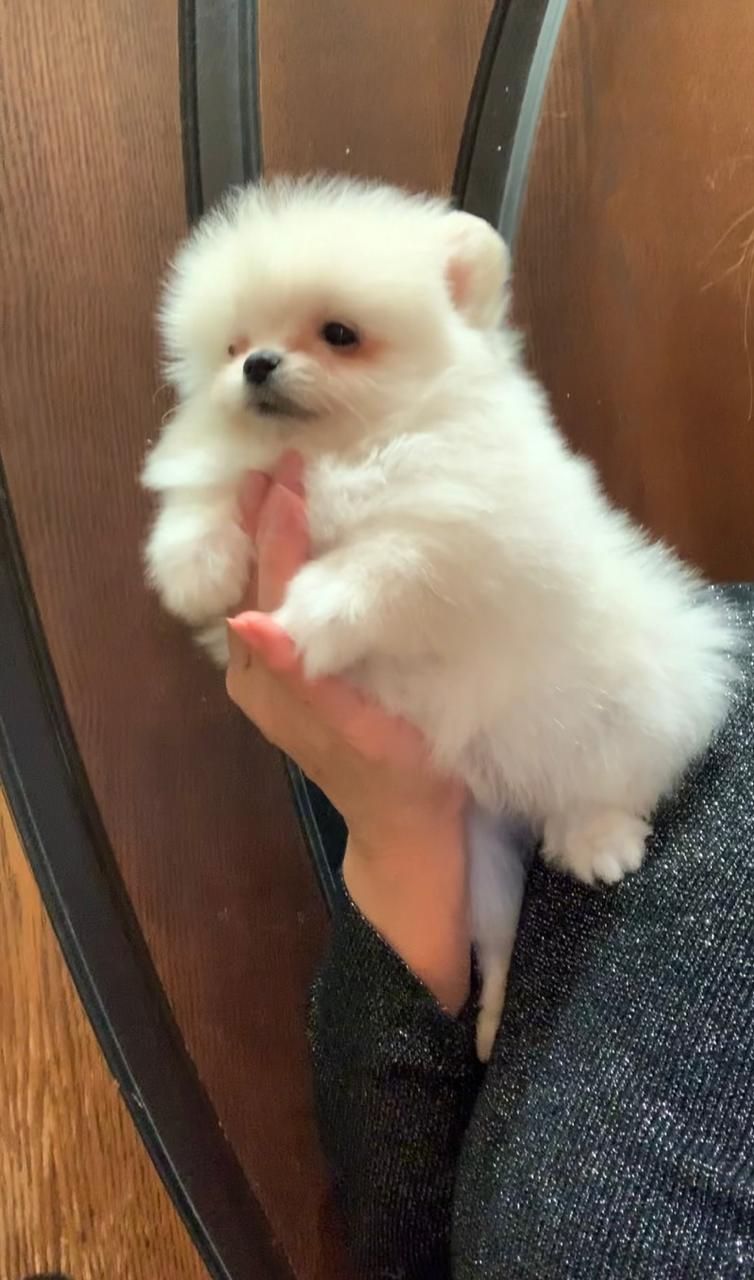 Чудова дівчинка