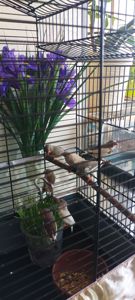 Зебровые амадины