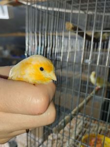 Співочі, яскраві та здорові пташки