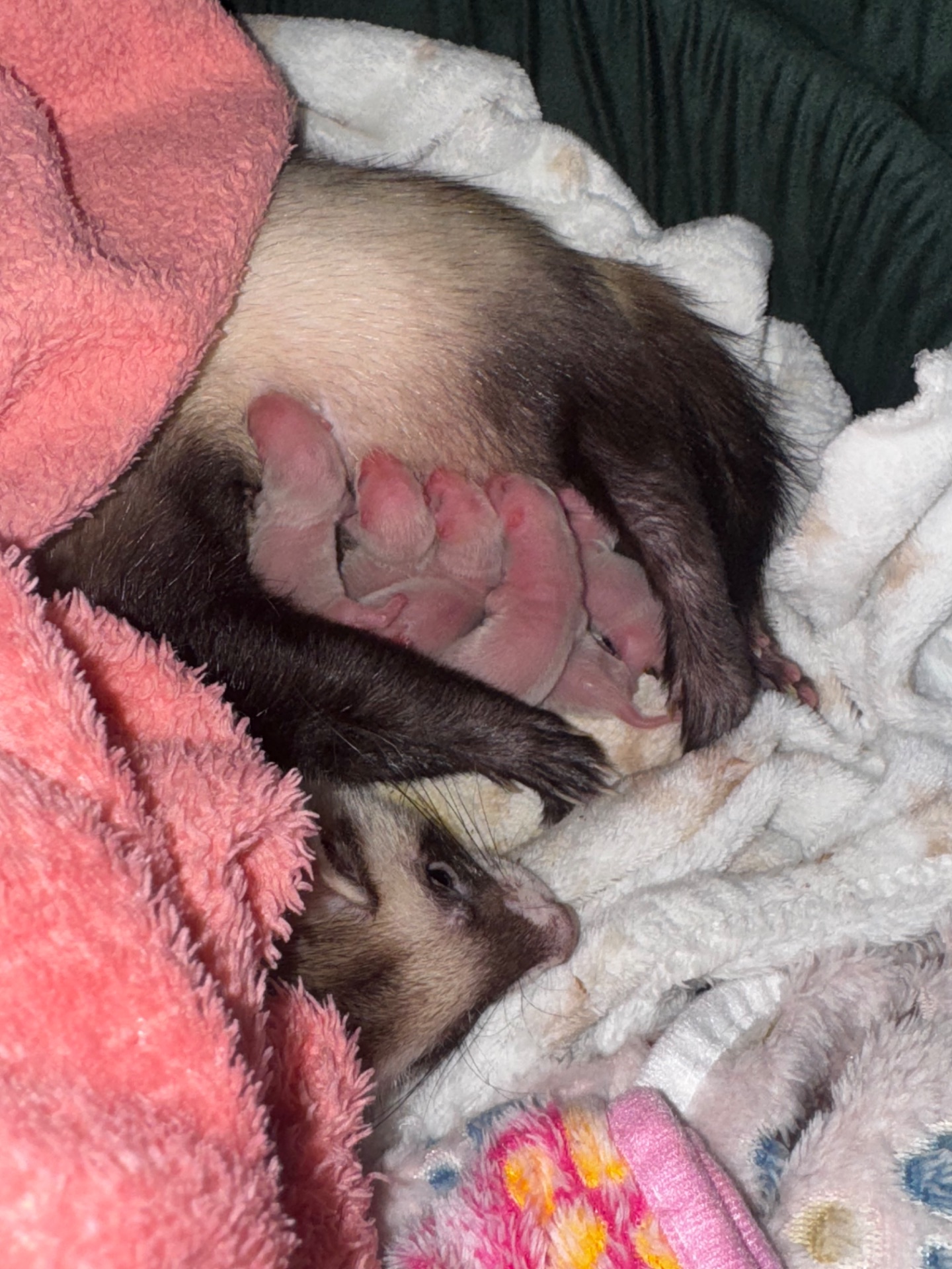 Малюки фретки, тхорики