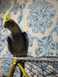 Продам корелу