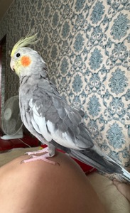 Продам корелу