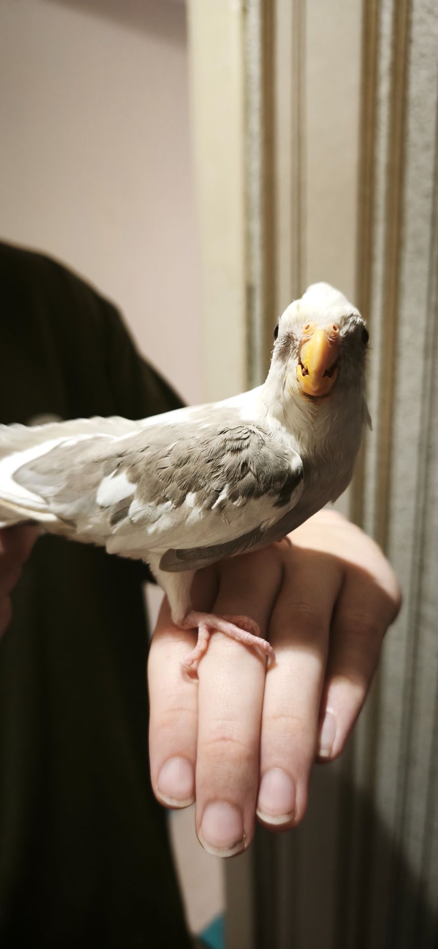 Папуги Корелли