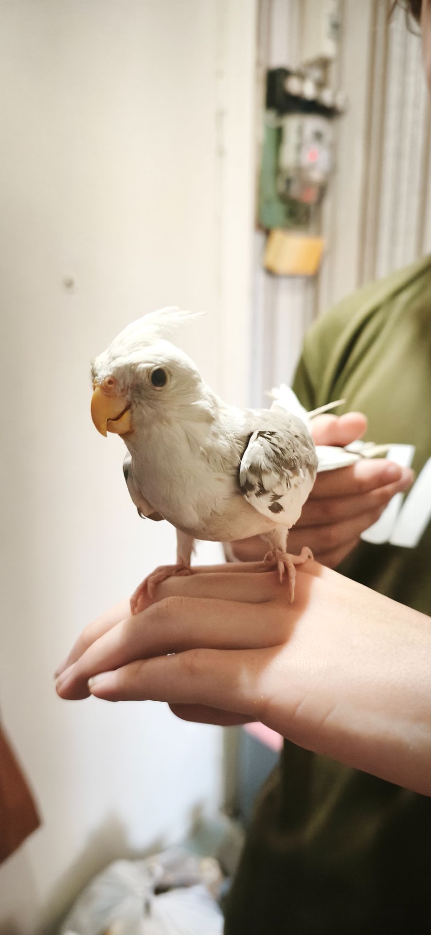 Папуги Корелли