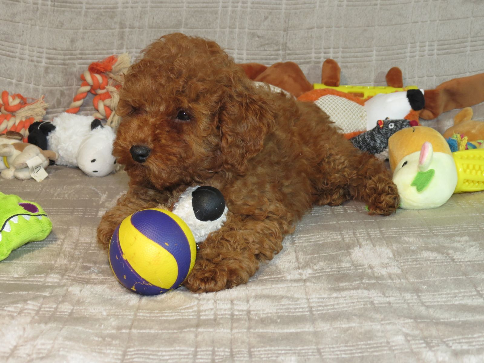 Кращий хлопчик у посліді Той Пудель Ред Браун з документами клубу