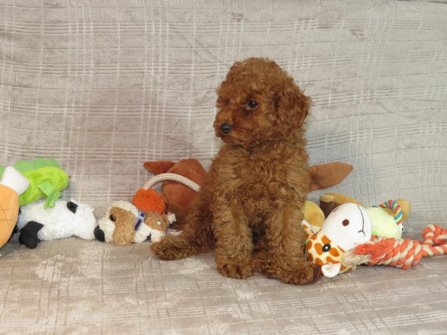 Кращий хлопчик у посліді Той Пудель Ред Браун з документами клубу