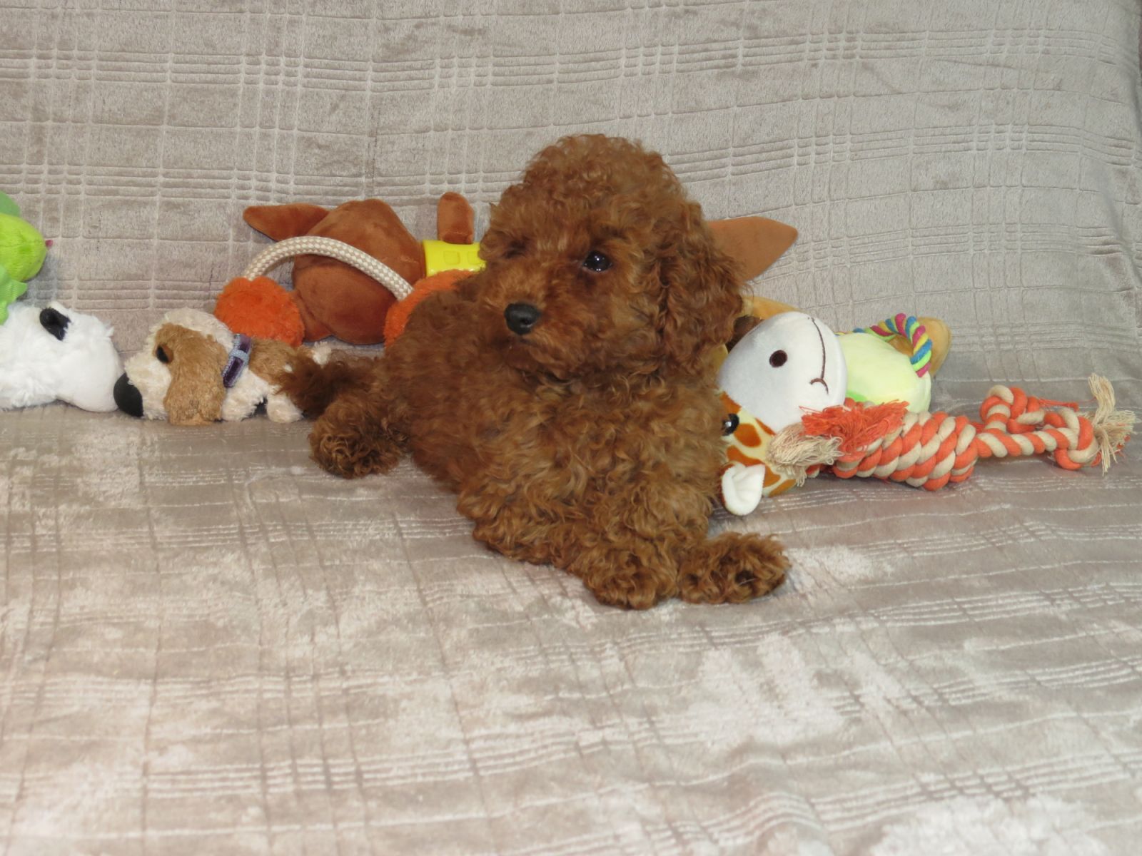 Кращий хлопчик у посліді Той Пудель Ред Браун з документами клубу