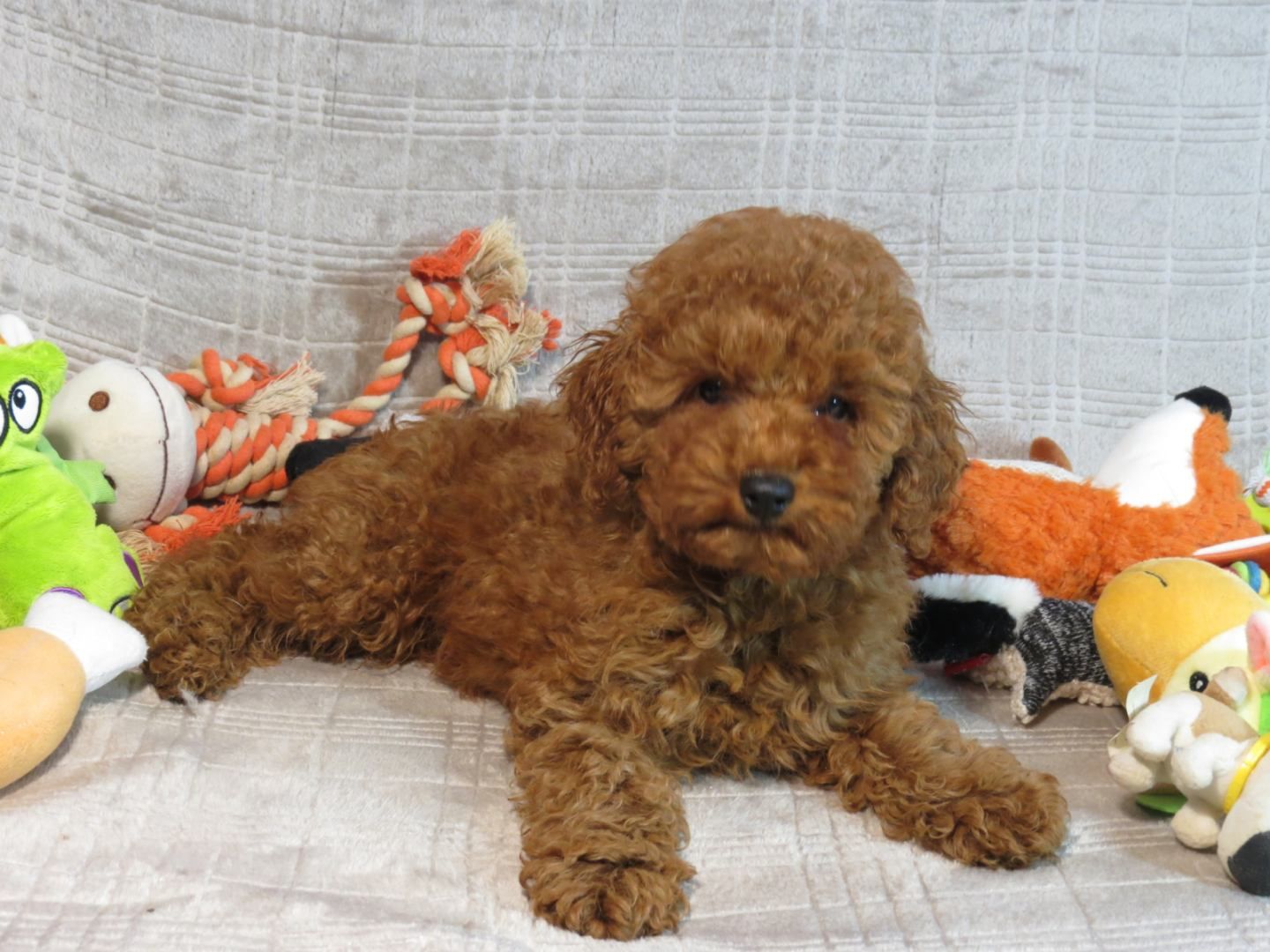 Кращий хлопчик у посліді Той Пудель Ред Браун з документами клубу