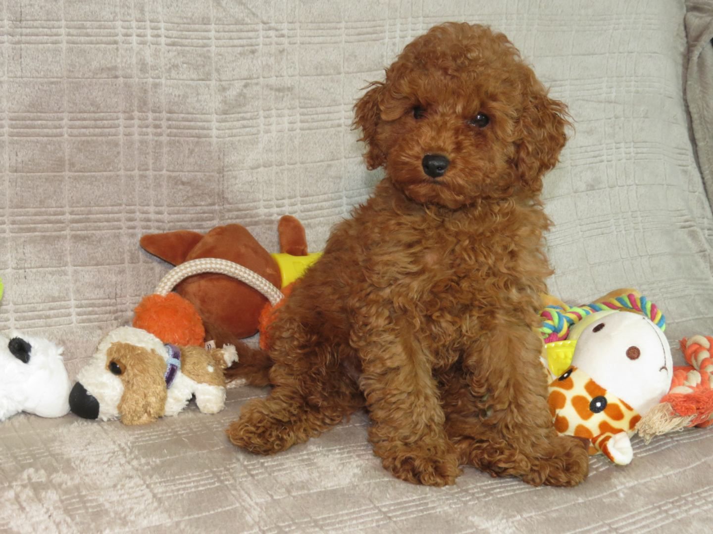 Кращий хлопчик у посліді Той Пудель Ред Браун з документами клубу