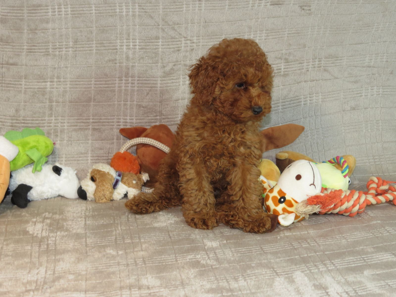 Кращий хлопчик у посліді Той Пудель Ред Браун з документами клубу