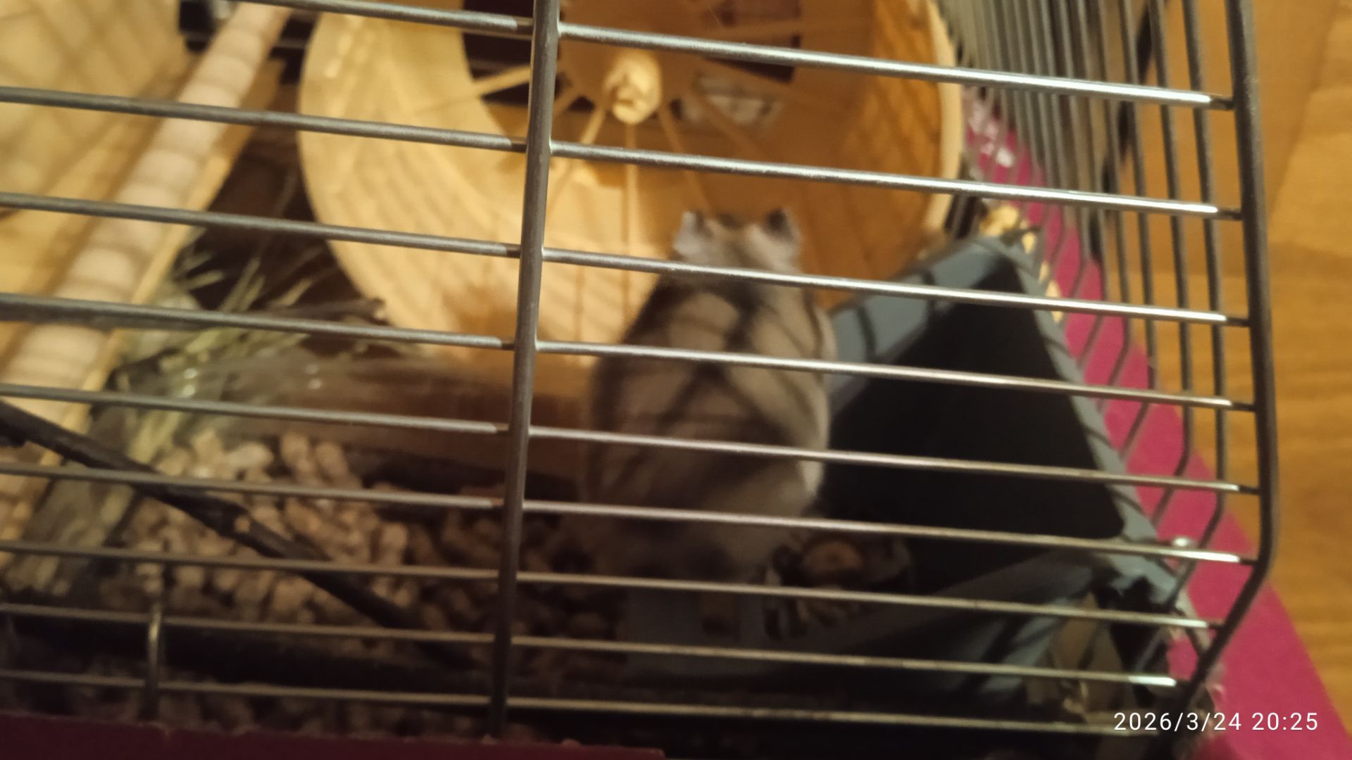 Продам в надійні руки