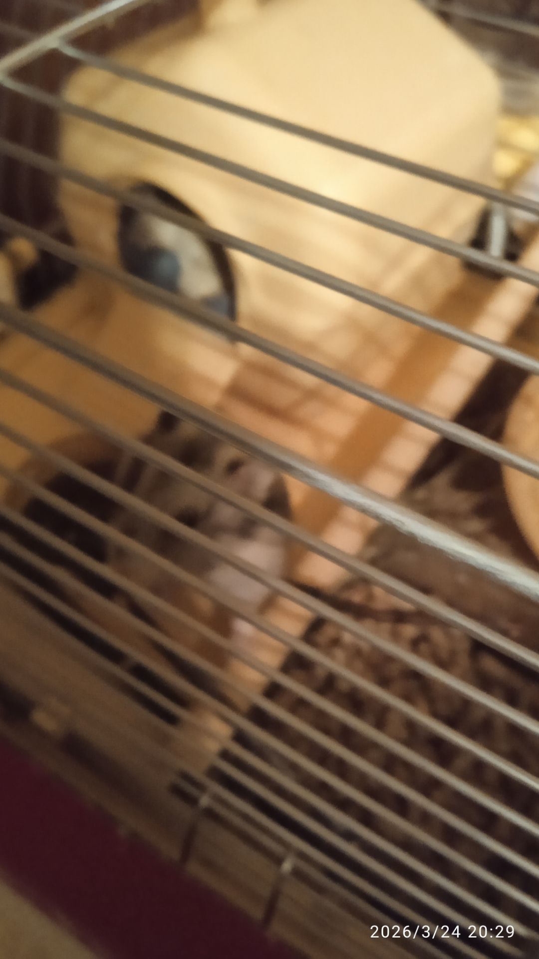 Продам в надійні руки