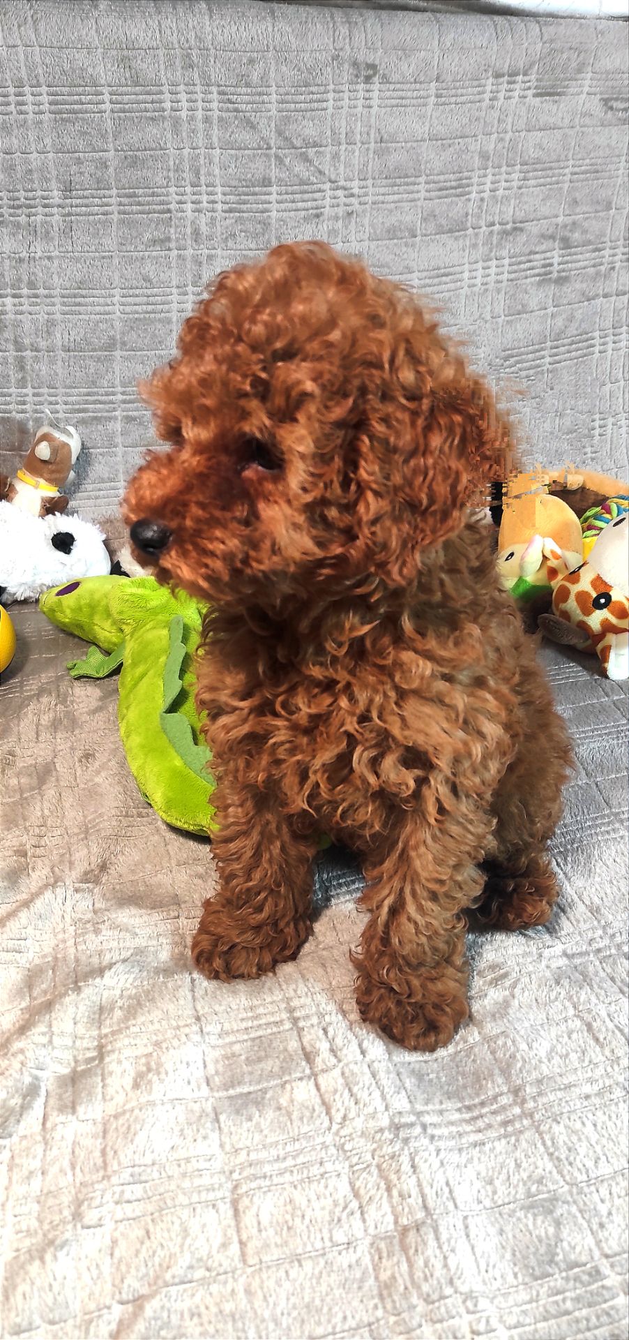 Кращий хлопчик у посліді Той Пудель Ред Браун з документами клубу