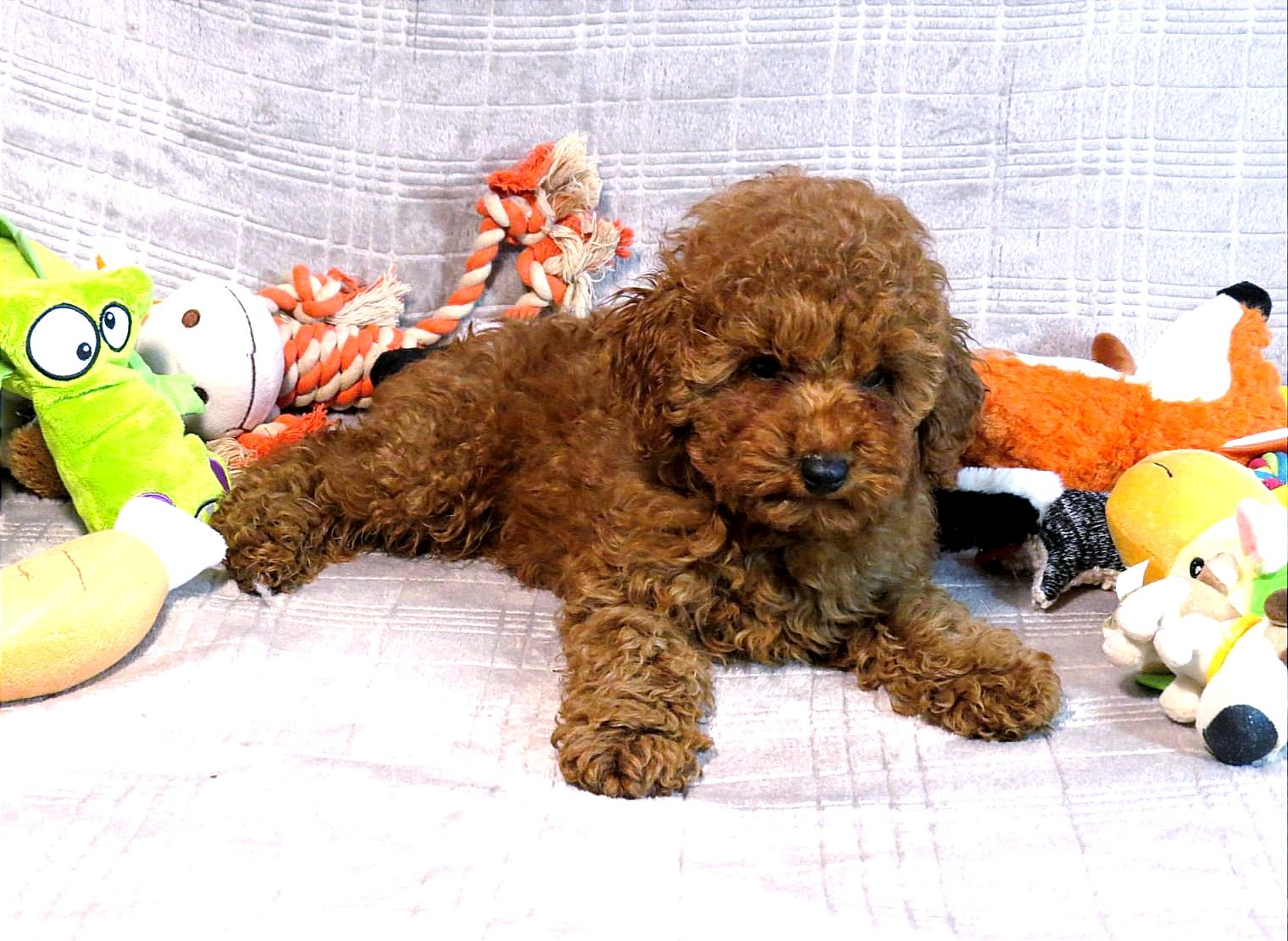 Кращий хлопчик у посліді Той Пудель Ред Браун з документами клубу