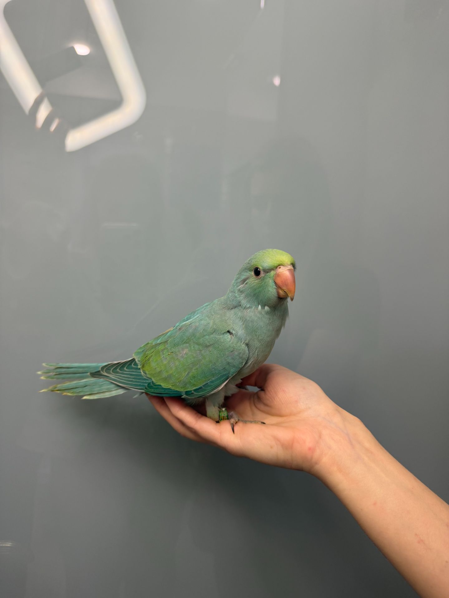 Намистовий папуга, ожереловий ручний папужка