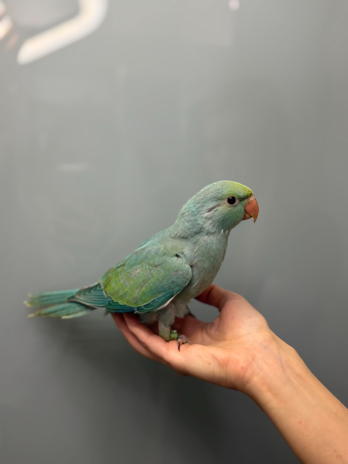 Намистовий папуга, ожереловий ручний папужка