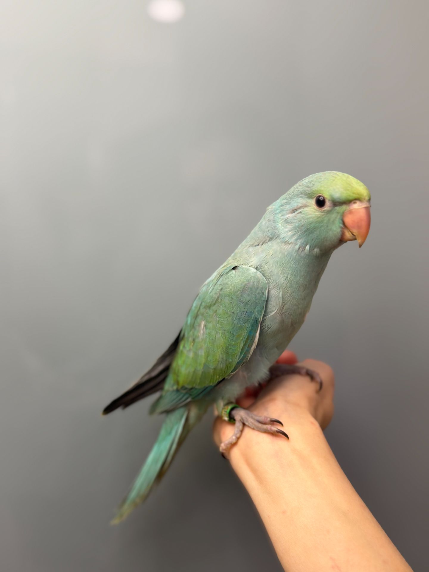 Намистовий папуга, ожереловий ручний папужка