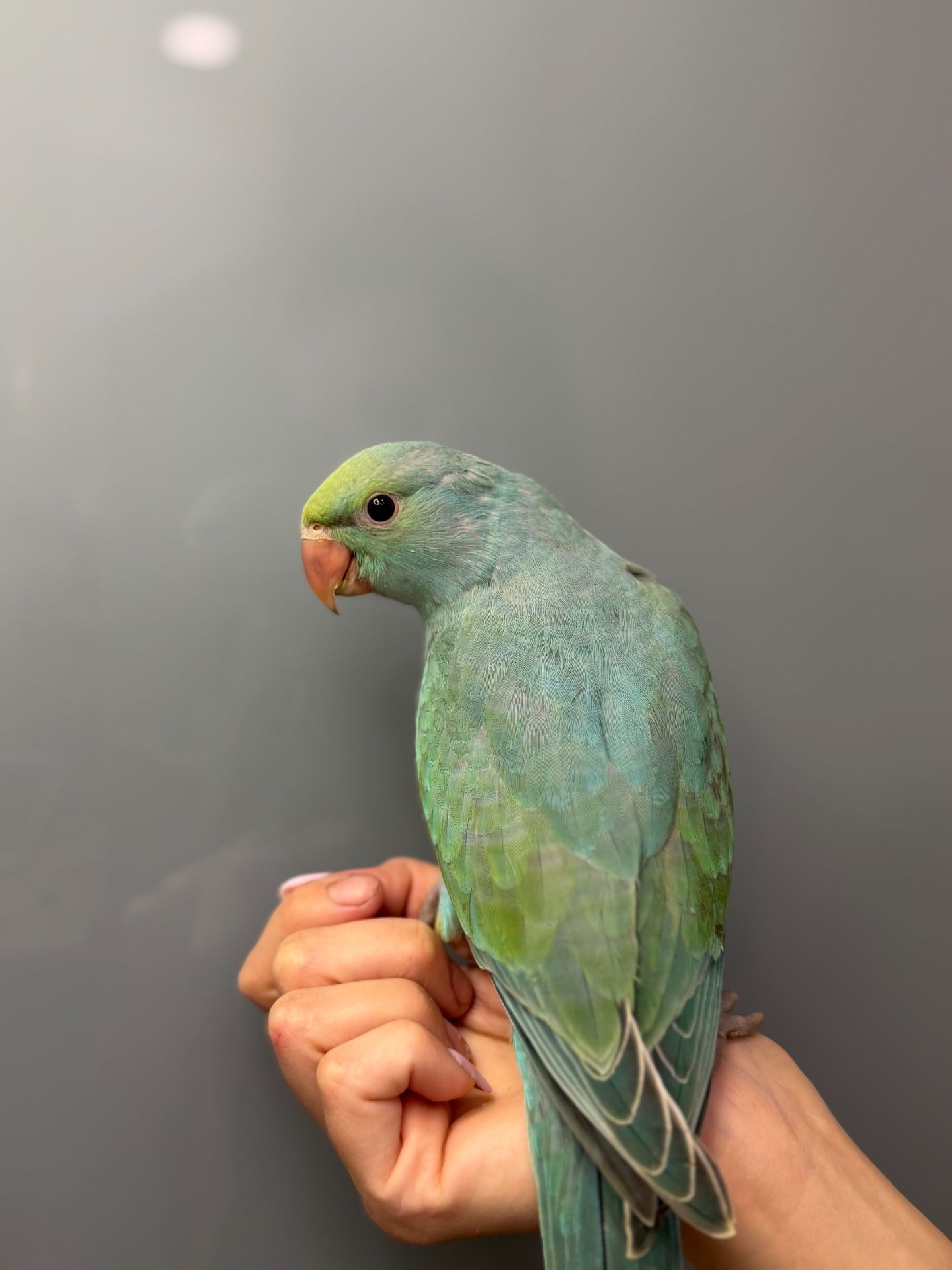 Намистовий папуга, ожереловий ручний папужка