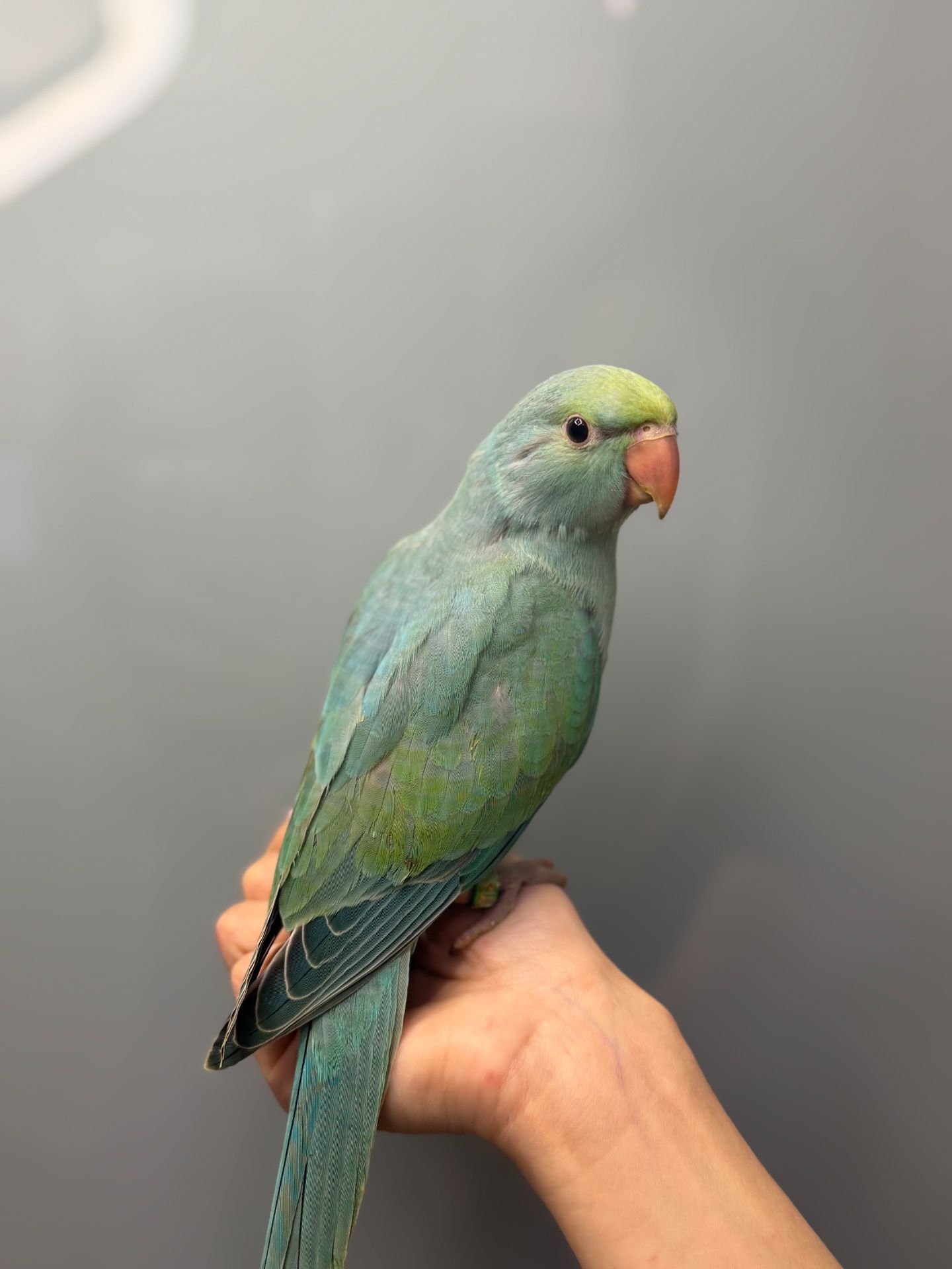 Намистовий папуга, ожереловий ручний папужка