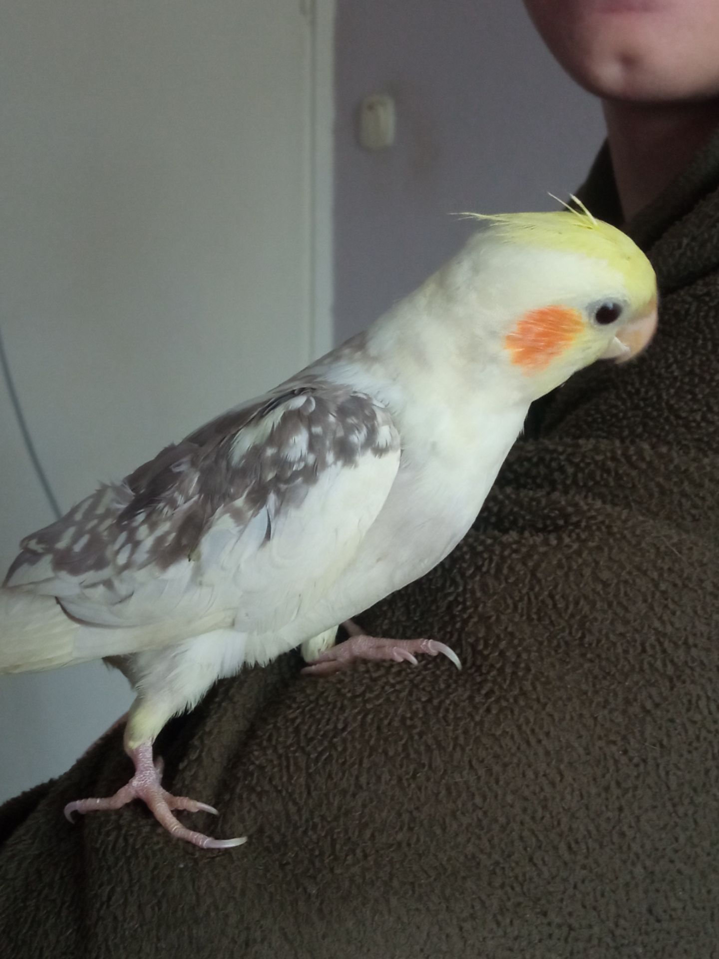 Папуги Корелли