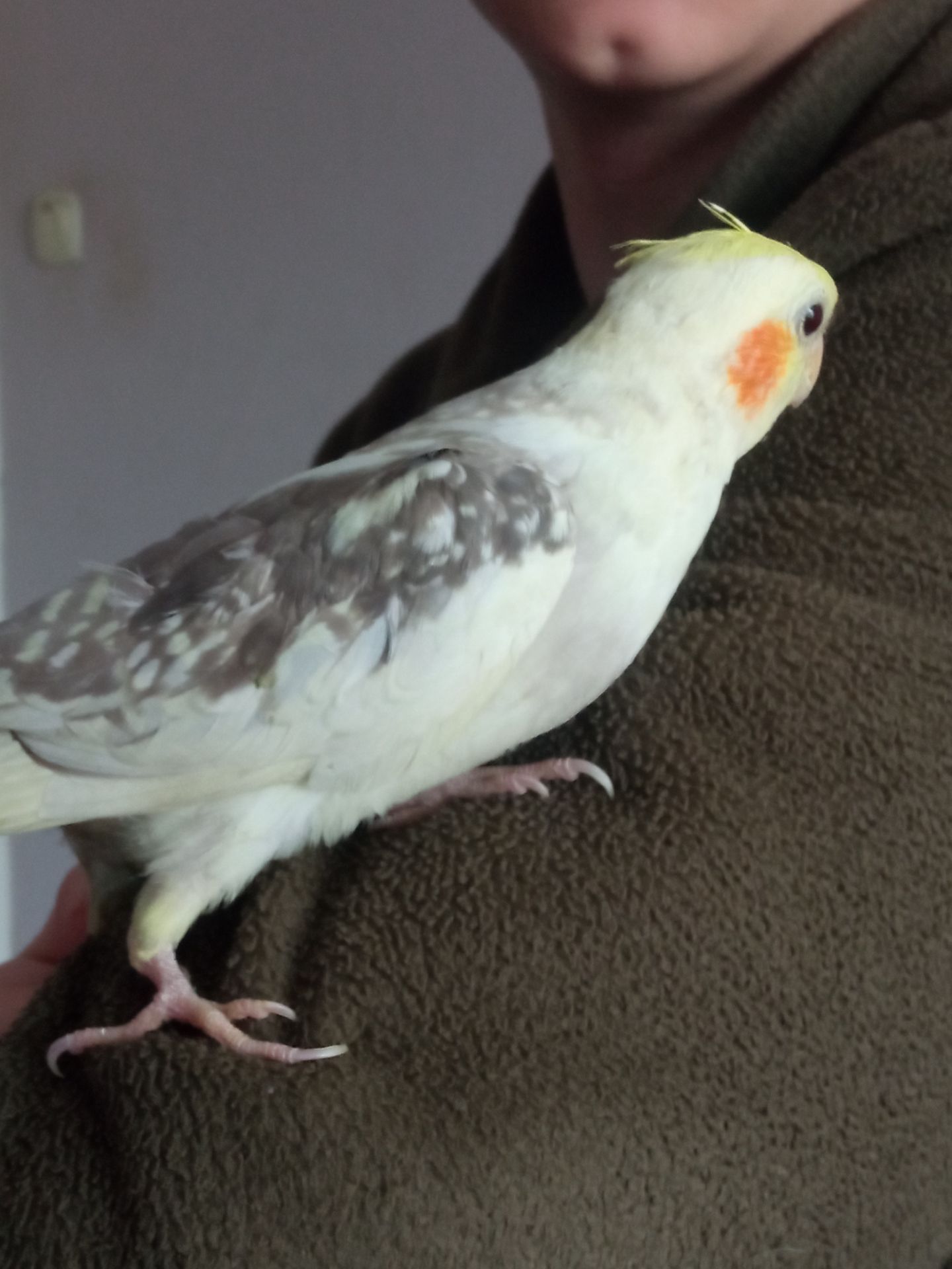 Папуги Корелли