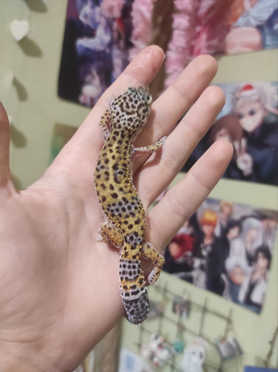 Девочки еублефары