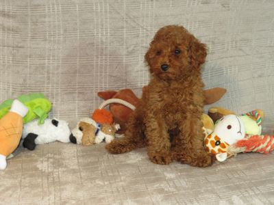 Кращий хлопчик у посліді Той Пудель Ред Браун з документами клубу