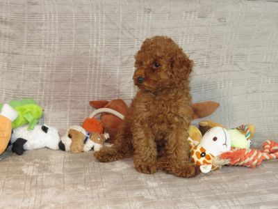 Кращий хлопчик у посліді Той Пудель Ред Браун з документами клубу