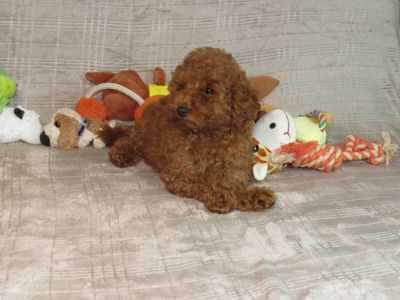 Кращий хлопчик у посліді Той Пудель Ред Браун з документами клубу