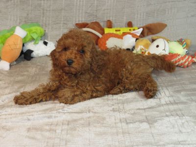 Кращий хлопчик у посліді Той Пудель Ред Браун з документами клубу