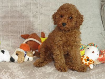 Кращий хлопчик у посліді Той Пудель Ред Браун з документами клубу