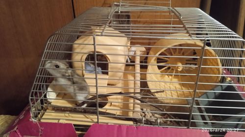 Продам в надійні руки