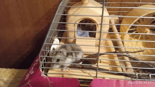 Продам в надійні руки