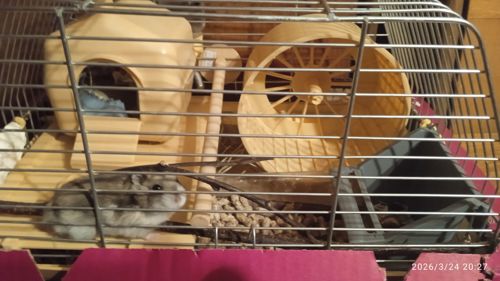 Продам в надійні руки