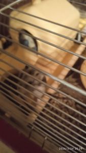 Продам в надійні руки