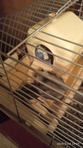 Продам в надійні руки