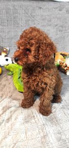 Кращий хлопчик у посліді Той Пудель Ред Браун з документами клубу