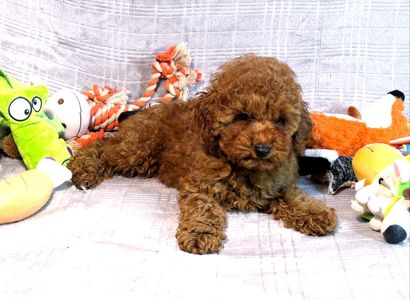 Кращий хлопчик у посліді Той Пудель Ред Браун з документами клубу