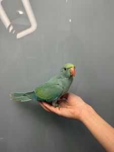 Намистовий папуга, ожереловий ручний папужка