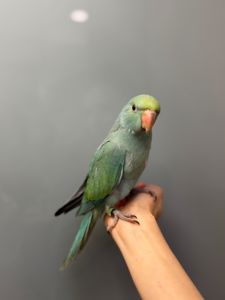 Намистовий папуга, ожереловий ручний папужка